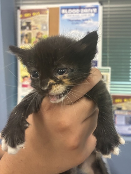 Shelter Stray Female Cat last seen Converse, TX 78109, Converse, TX 78109