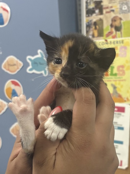 Shelter Stray Female Cat last seen Converse, TX 78109, Converse, TX 78109