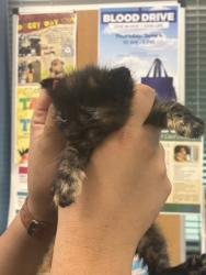 Shelter Stray Female Cat last seen Converse, TX 78109, Converse, TX 78109