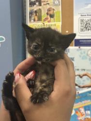 Shelter Stray Female Cat last seen Converse, TX 78109, Converse, TX 78109