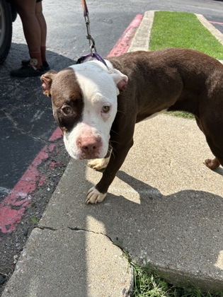 Shelter Stray Female Dog last seen Fort Worth, TX 76112, Fort Worth, TX 76119