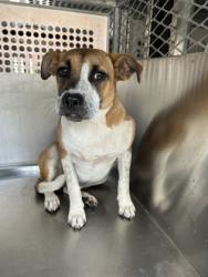 Shelter Stray Female Dog last seen Fort Worth, TX 76104, Fort Worth, TX 76119