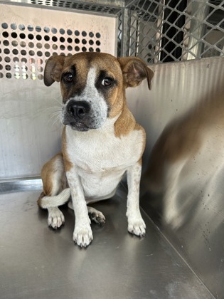 Shelter Stray Female Dog last seen Fort Worth, TX 76104, Fort Worth, TX 76119
