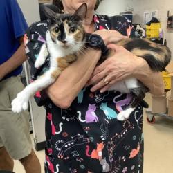 Shelter Stray Female Cat last seen Fort Worth, TX 76116, Fort Worth, TX 76119