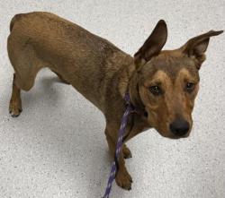 Shelter Stray Male Dog last seen , CA , Oakland, CA 94601