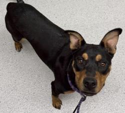 Shelter Stray Female Dog last seen , CA , Oakland, CA 94601