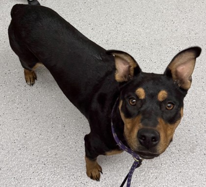 Shelter Stray Female Dog last seen , , CA, 1101 29th Ave, Oakland, CA 94601, USA