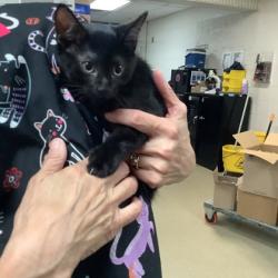 Shelter Stray Male Cat last seen Fort Worth, TX 76116, Fort Worth, TX 76119