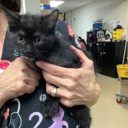 Shelter Stray Male Cat last seen Fort Worth, TX 76116, Fort Worth, TX 76119