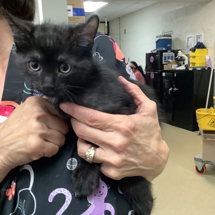 Shelter Stray Male Cat last seen Fort Worth, TX 76116, Fort Worth, TX 76119