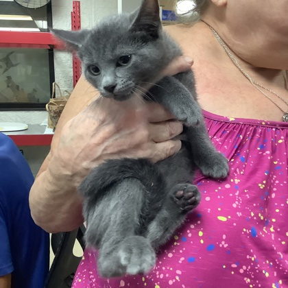 Shelter Stray Female Cat last seen Fort Worth, TX 76116, Fort Worth, TX 76119