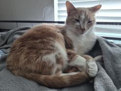 Lost Male Cat last seen Saticoy street and Whitsett avenue, Los Angeles, CA 91605