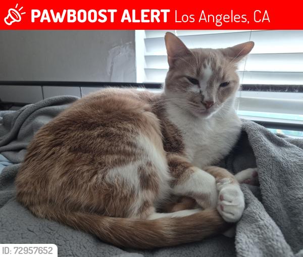 Lost Male Cat last seen Saticoy street and Whitsett avenue, Los Angeles, CA 91605