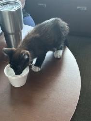 Shelter Stray Male Cat last seen Fort Worth, TX 76104, Fort Worth, TX 76119