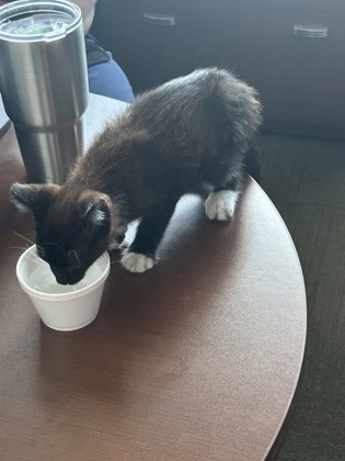 Shelter Stray Male Cat last seen Fort Worth, TX 76104, Fort Worth, TX 76119