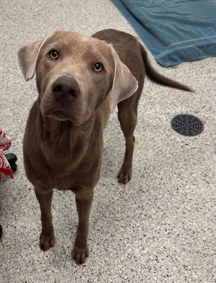 Shelter Stray Male Dog last seen Near W 14th St, 64102, 64102, MO, Kansas City, MO 64132