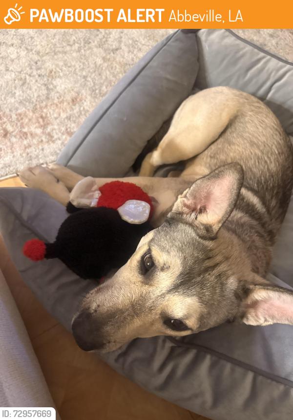 Found/Stray Female Dog last seen Highway 337, Abbeville, LA 70510