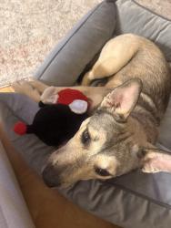 Found/Stray Female Dog last seen Highway 337, Abbeville, LA 70510