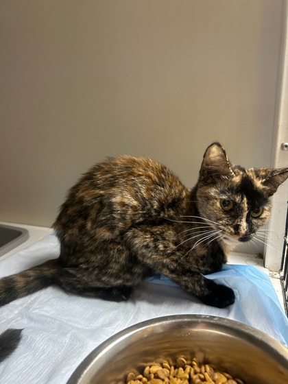 Shelter Stray Female Cat last seen Alvarado, TX 76009, Alvarado, TX 76009