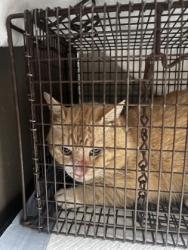 Shelter Stray Male Cat last seen Near Midway Rd, 29621, Anderson County, SC, Anderson, SC 29622