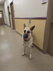 Shelter Stray Male Dog last seen Cedar Hill, TX , Cedar Hill, TX 75104
