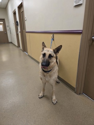 Shelter Stray Male Dog last seen Cedar Hill, TX , Cedar Hill, TX 75104