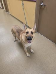 Shelter Stray Female Dog last seen Cedar Hill, TX , Cedar Hill, TX 75104