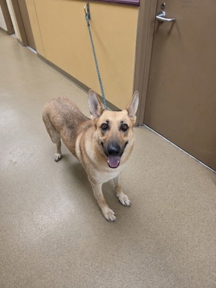 Shelter Stray Female Dog last seen Cedar Hill, TX , Cedar Hill, TX 75104