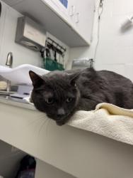 Shelter Stray Male Cat last seen Seattle, WA 98107, Seattle, WA 98119