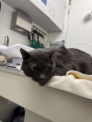 Shelter Stray Male Cat last seen Seattle, WA 98107, Seattle, WA 98119