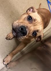 Shelter Stray Male Dog last seen Cedar Hill, TX 75104, Cedar Hill, TX 75104