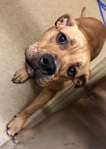 Shelter Stray Male Dog last seen Cedar Hill, TX 75104, Cedar Hill, TX 75104
