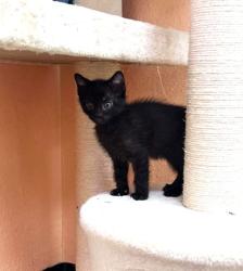 Shelter Stray Male Cat last seen Cleburne, TX 76033, Cleburne, TX 76033