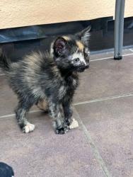 Shelter Stray Female Cat last seen Cleburne, TX 76033, Cleburne, TX 76033