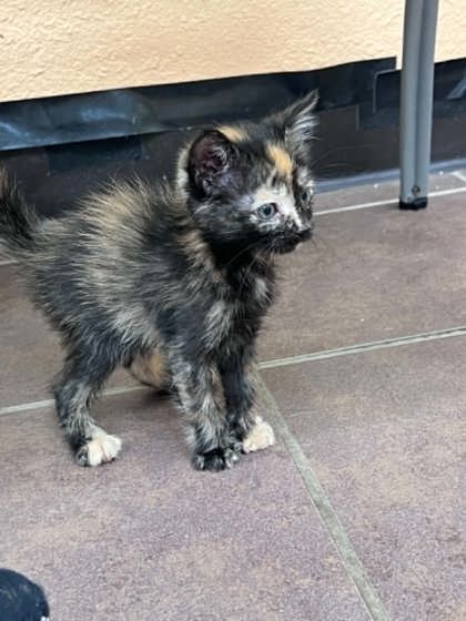 Shelter Stray Female Cat last seen Cleburne, TX 76033, Cleburne, TX 76033