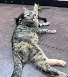 Shelter Stray Female Cat last seen Crowley, TX 76036, Cleburne, TX 76033