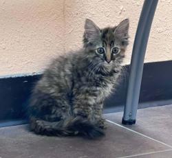 Shelter Stray Female Cat last seen Crowley, TX 76036, Cleburne, TX 76033