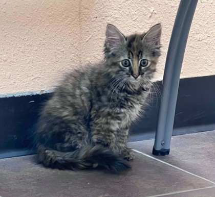 Shelter Stray Female Cat last seen Crowley, TX 76036, Cleburne, TX 76033