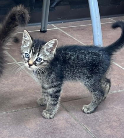 Shelter Stray Male Cat last seen Crowley, TX 76036, Cleburne, TX 76033
