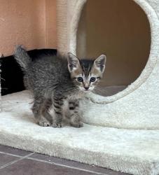 Shelter Stray Male Cat last seen Cleburne, TX 76033, Cleburne, TX 76033