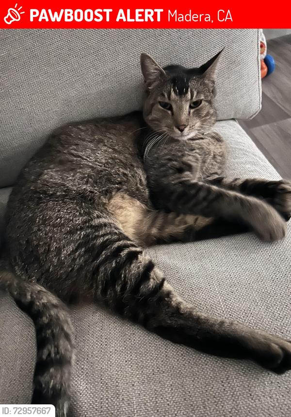 Lost Male Cat last seen Club district at riverstone , Madera, CA 93638