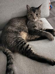 Lost Male Cat last seen Club district at riverstone , Madera, CA 93638