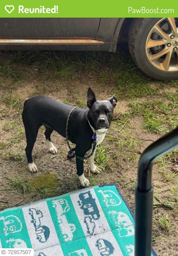 Reunited Female Dog last seen Siripon and Penton Rd. , Santa Rosa County, FL 32570