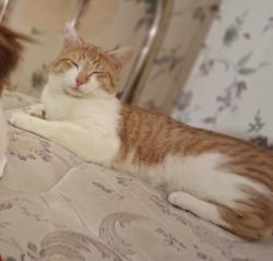 Reunited Male Cat last seen Pine St, Wharton, NJ 07885, USA, Wharton, NJ 07885