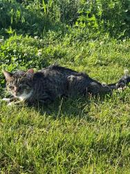 Found/Stray Male Cat last seen Field near Route 1 and Washington, Princeton, NJ 08540