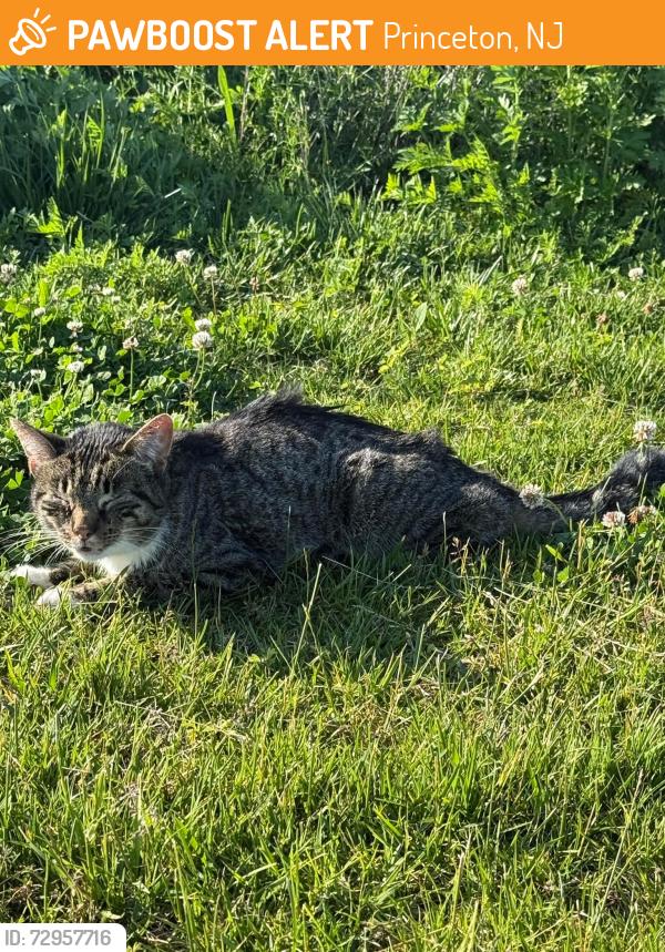 Found/Stray Male Cat last seen Field near Route 1 and Washington, Princeton, NJ 08540
