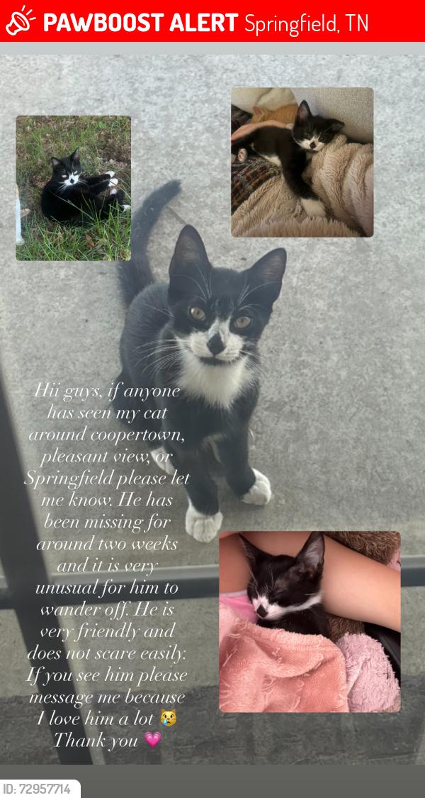 Lost Male Cat last seen Battle Creek road , McMahan Hollow Road, Springfield, TN 37172