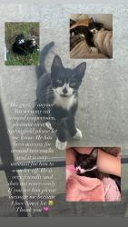 Lost Male Cat last seen Battle Creek road , McMahan Hollow Road, Springfield, TN 37172