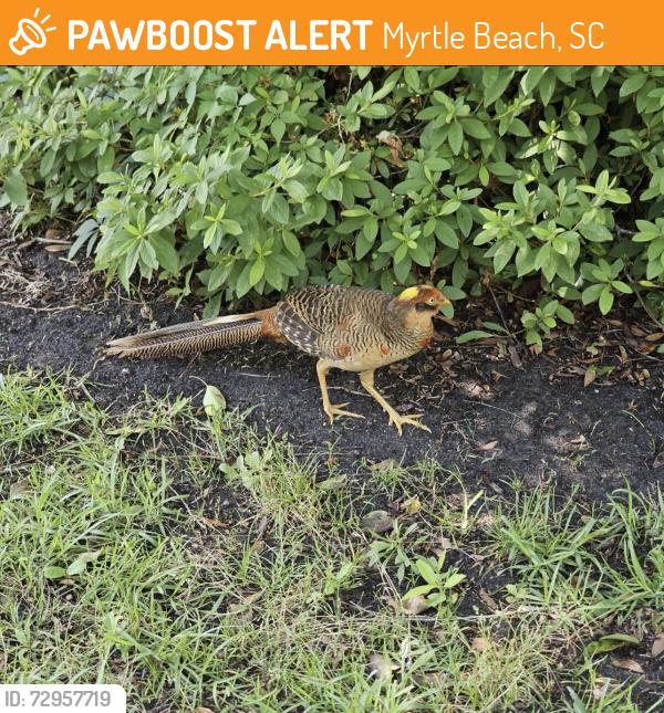 Found/Stray Unknown Bird last seen Kingswood Dr Myrtle Beach 29572, Myrtle Beach, SC 29572
