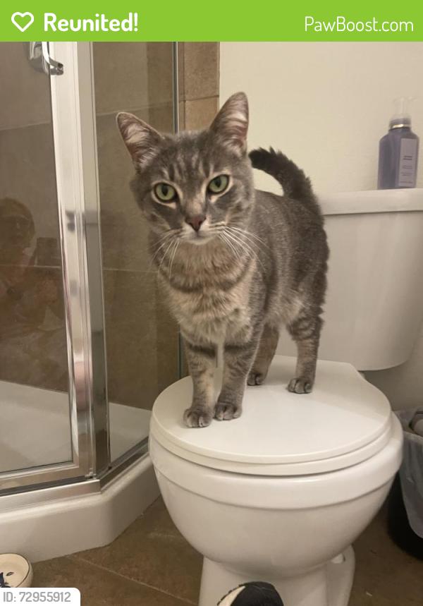 Reunited Male Cat last seen Between 35th and Lancaster , Portland, OR 97219